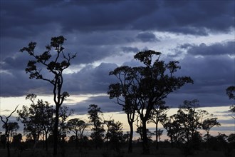 View of open forest habitat with trees silhouetted at sunset