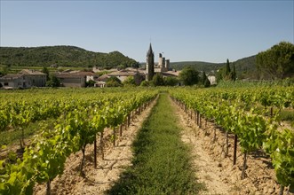 Vineyard with rows of grape vines and village at back