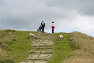 Walkers walking past sheep