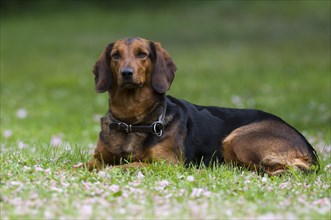 Tyrolean Hound