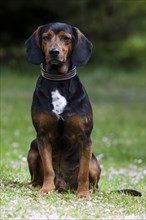 Tyrolean Hound