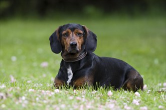 Tyrolean hound or Tiroler Bracke