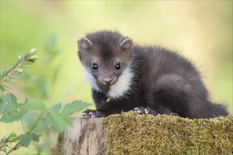 Young stone marten