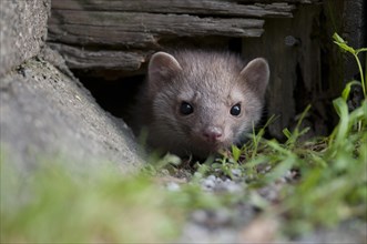 Young stone marten