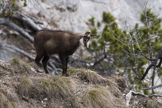 Chamois (Rupicapra rupicapra)