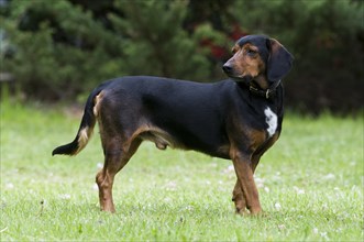 Tyrolean Hound