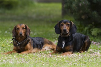 Two Tyrolean Hounds