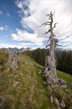 Dead tree in front of the Kalkkoegel mountain range