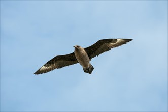 Skua (Stercorarius skua) in observation flight