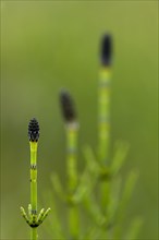 Field Horsetail or Oblivion Horsetail (Equisetum arvense)