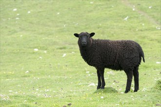 Black lamb on Buness