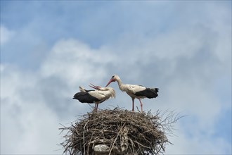 Couple of White storks (Ciconia ciconia) on the nest
