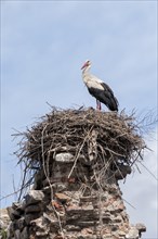 White stork (Ciconia ciconia) on the nest