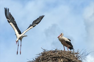 Couple of White storks (Ciconia ciconia) on the nest