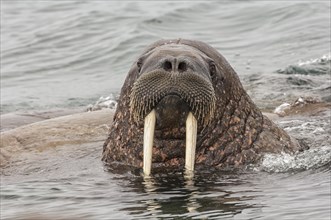 Walrus (Odobenus rosmarus)