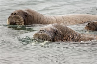 Walruses (Odobenus rosmarus)