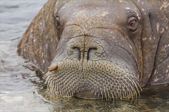 Walrus (Odobenus rosmarus)