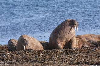 Walruses (Odobenus rosmarus)