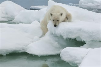 Polar bear (Ursus maritimus) on an ice floe