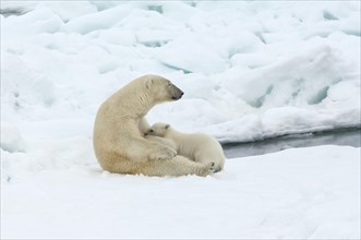 Female Polar bear (Ursus maritimus) feeding a cub
