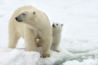 Female Polar bear (Ursus maritimus) and cub