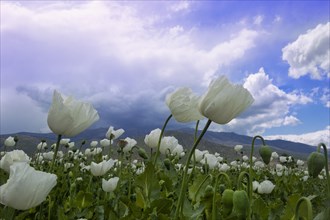 Opium poppy (Papaver somniferum) field