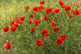 Red poppy (Papaver rhoeas) field