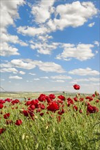 Field of Poppies (Papaver sp.)