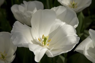 White Tulips (Tulipa 'Alaska Star')