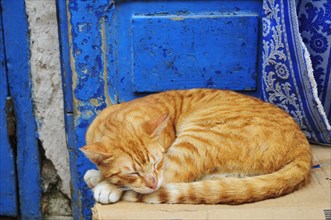 Red tabby cat sleeping in front of a blue door