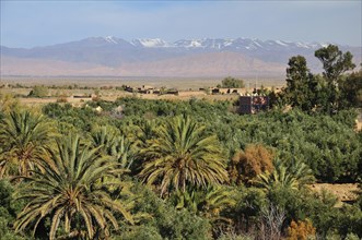 Palms in the Draa Valley against the backdrop of the High Atlas Mountains