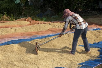 Farmer spreading rice to dry on a plastic tarp on the ground