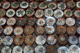 Mosaic of flower pots with seedlings of various succulents in Kokerboom Succulent Nursery in Vanrhynsdorp
