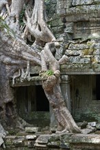 Tree roots of a tropical strangler fig tree overgrowing the walls of the Preah Khan Temple