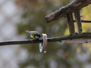 Great Tit (Parus major) feeding on a ring hanging next to a bird feeder