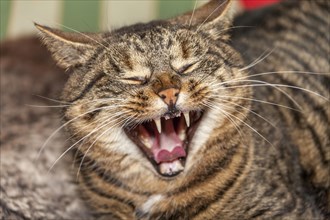 Tomcat yawning