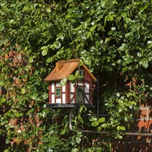 Small bird house on a rose trellis