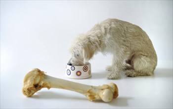 Terrier mix feeding from a bowl beside a large dog bone