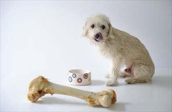 Terrier mix beside a bowl and a large dog bone