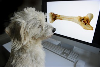 Mongrel Terrier looking at a computer screen with a bone
