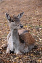 Fallow Deer (Dama dama)
