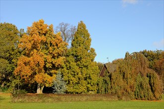 Autumn coloured trees