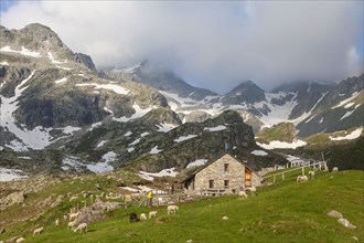 Flock of sheep at the Rifugio Pian delle Creste mountain hut