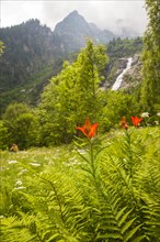 Fire Lily (Lilium bulbiferum) with hikers in Val Calneggia