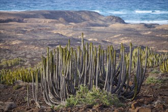 Canary Island Spurge or Hercules Club (Euphorbia canariensis)