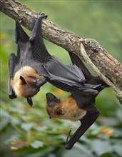 Two flying foxes (Pteropus sp.) argueing