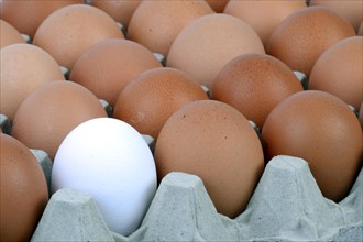 Single white egg between brown eggs on an egg tray