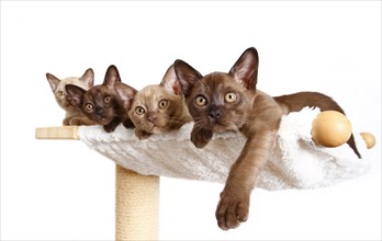 Four Burmese cats