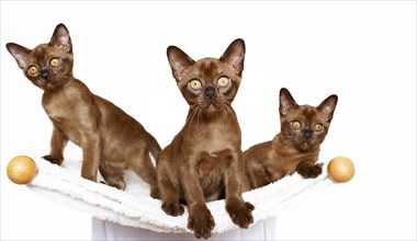 Three Burmese cats