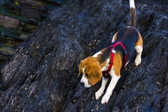Tricolour Beagle